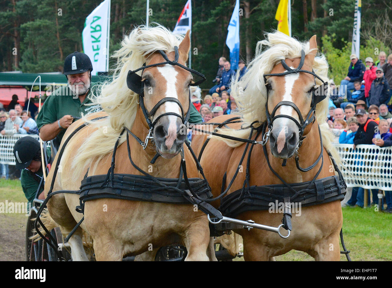 Europeans biggest draft horse show Stock Photo