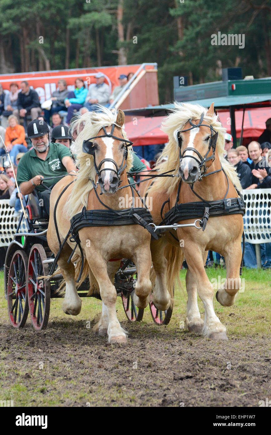 Europeans biggest draft horse show Stock Photo