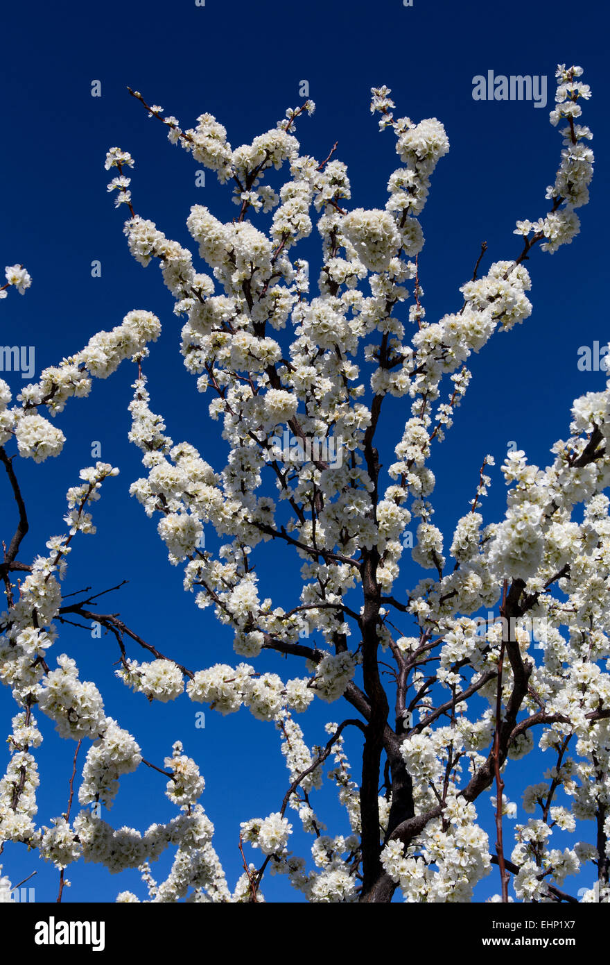 almond tree, almond trees, in bloom, Prunus dulcis, Ovid Winery, Pritchard Hill, Napa Valley, California Stock Photo
