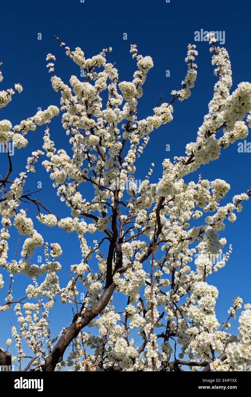 almond tree, almond trees, in bloom, Prunus dulcis, Ovid Winery