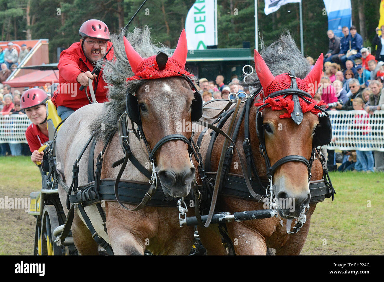 Europeans biggest draft horse show Stock Photo