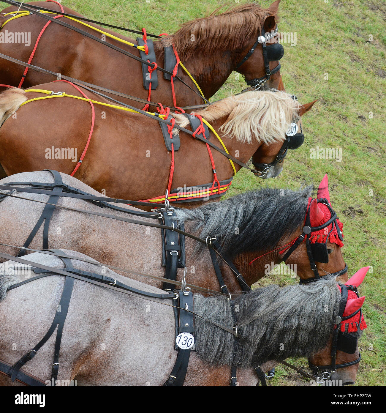 Draft Horse Racing in Germany Stock Photo