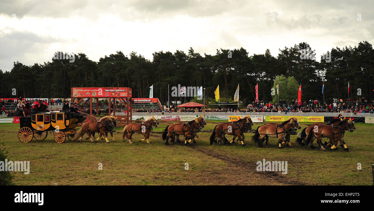 Draft Horse Racing in Germany Stock Photo