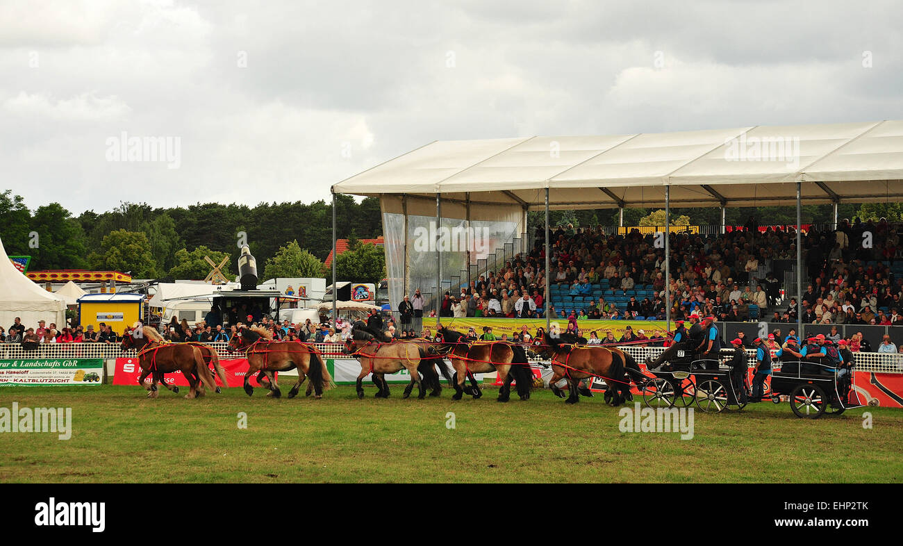 Draft Horse Racing in Germany Stock Photo