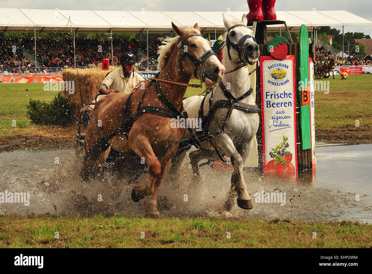 Draft Horse Racing in Germany Stock Photo