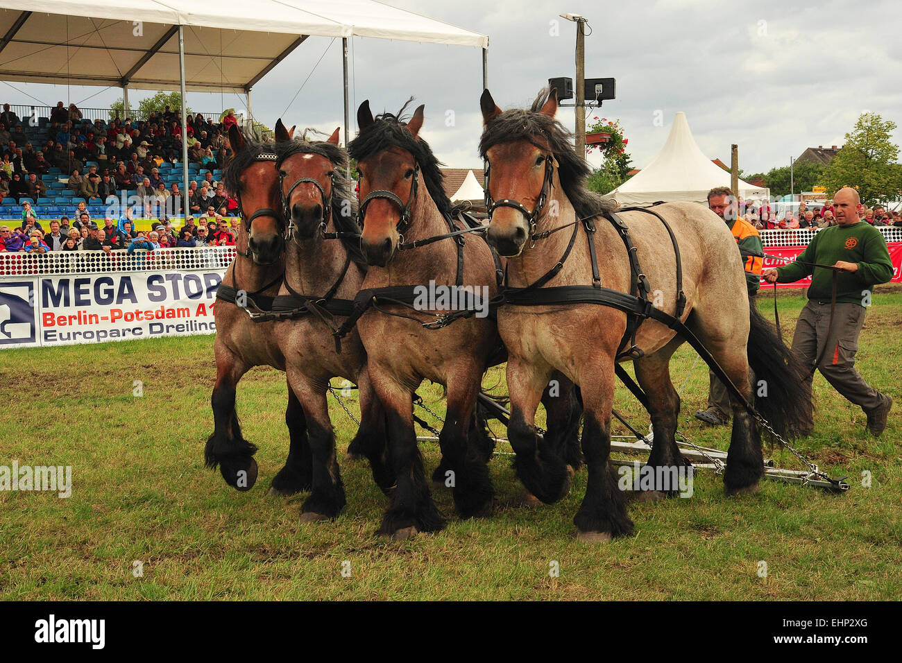 Draft Horse Racing in Germany Stock Photo