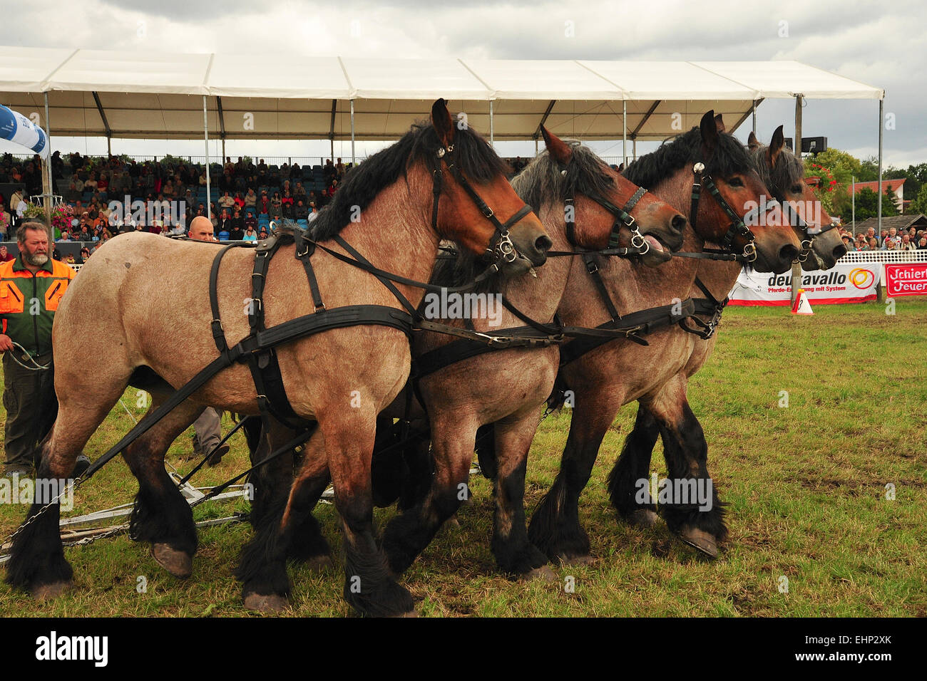 Draft Horse Racing in Germany Stock Photo