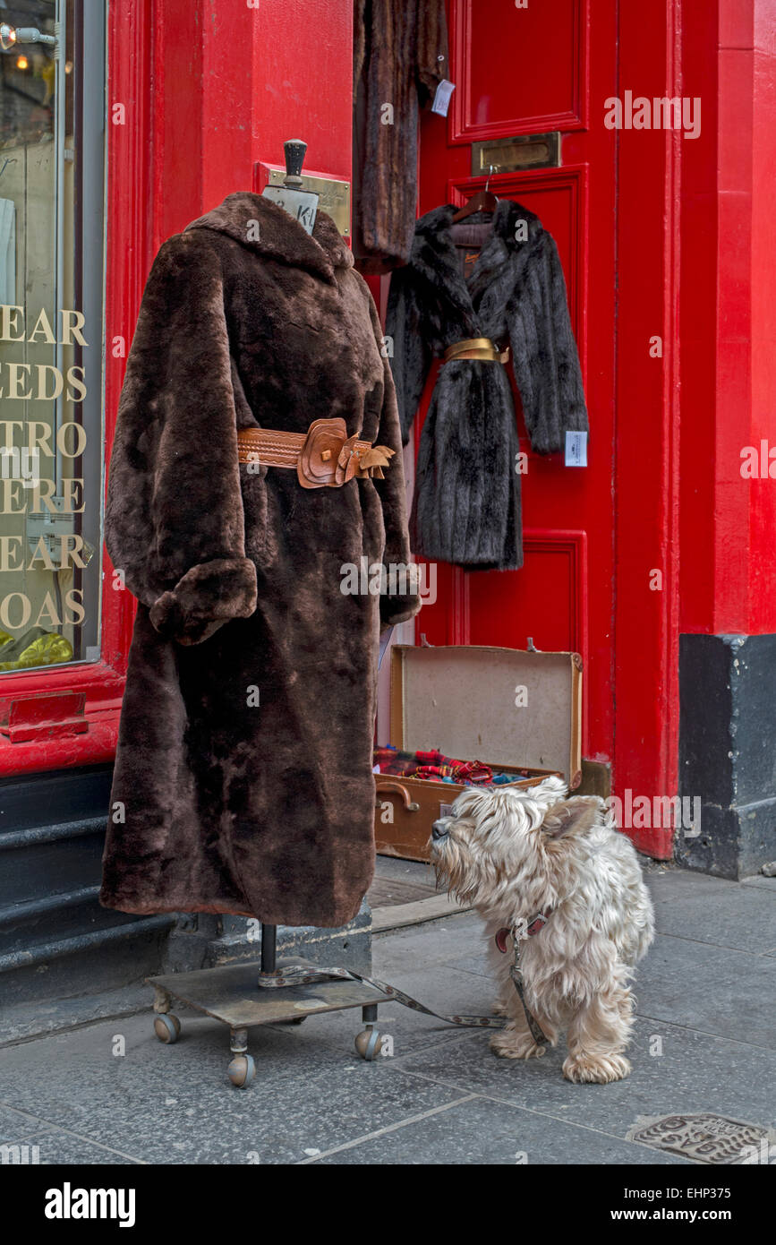 A West Highland terrier tethered to a mannequin wearing a fur coat outside Armstrong's vintage clothing store in Edinburgh. Stock Photo