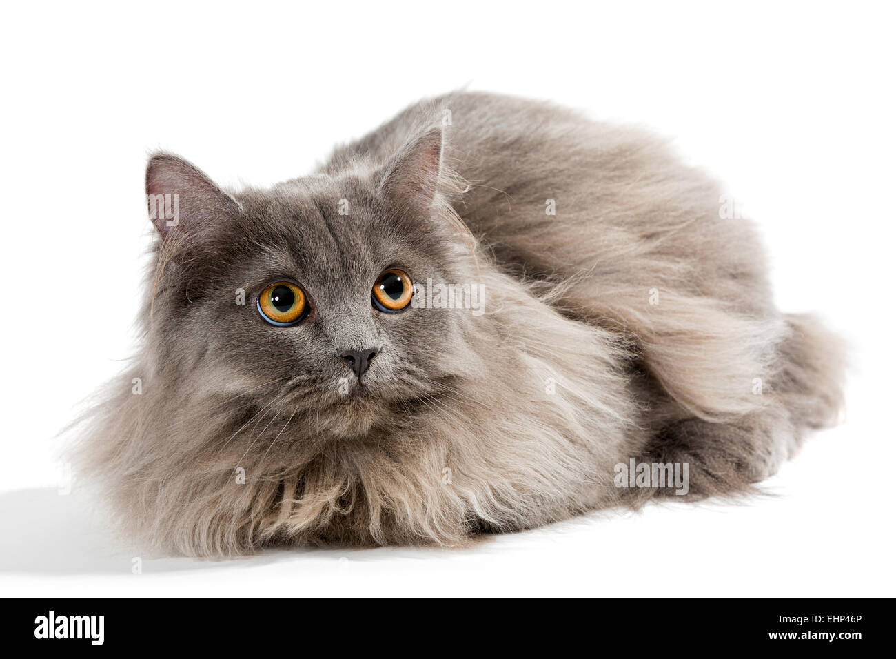 Little persian clearance cat