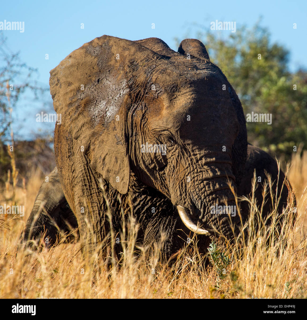 Large African elephant in late afternoon Stock Photo Alamy
