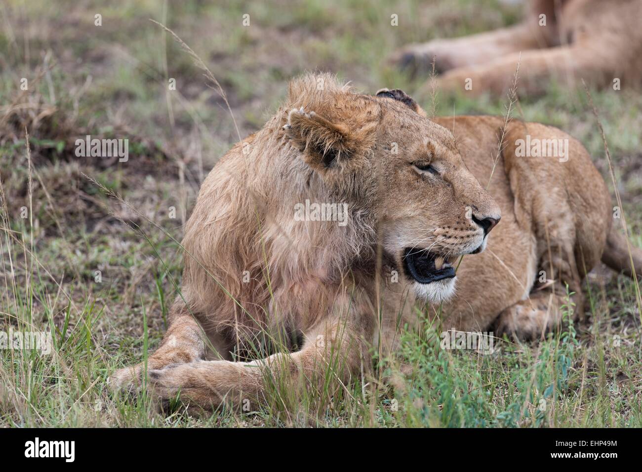 lion in the savanna of Africa Stock Photo - Alamy
