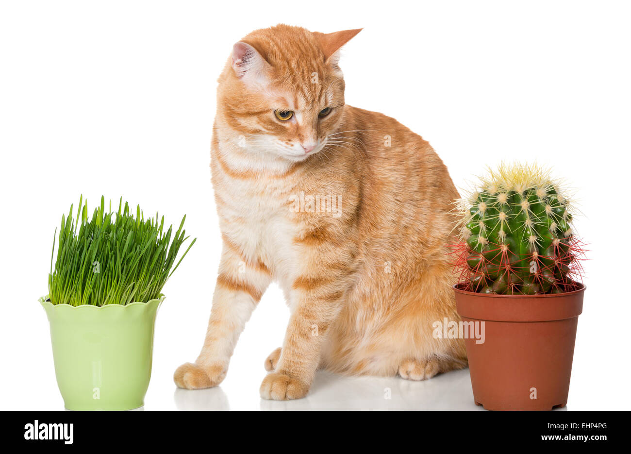 Cactus cat hires stock photography and images Alamy
