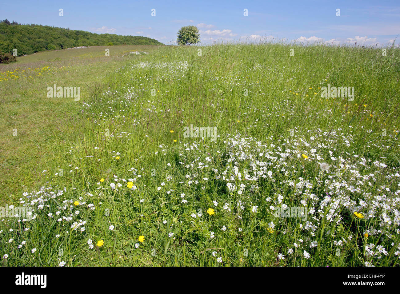 Heath with field chickweed, Cerastium arvense Stock Photo