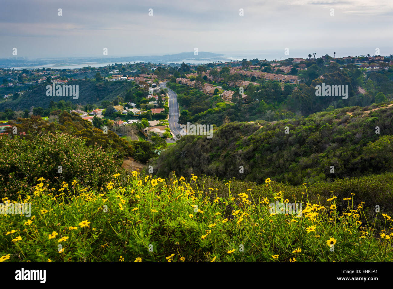 Yellow flowers and view of houses in the hills of La Jolla, from Mount