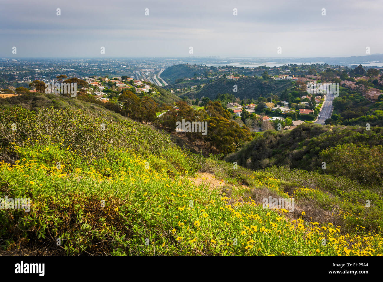 Yellow flowers and view of houses in the hills of La Jolla, from Mount