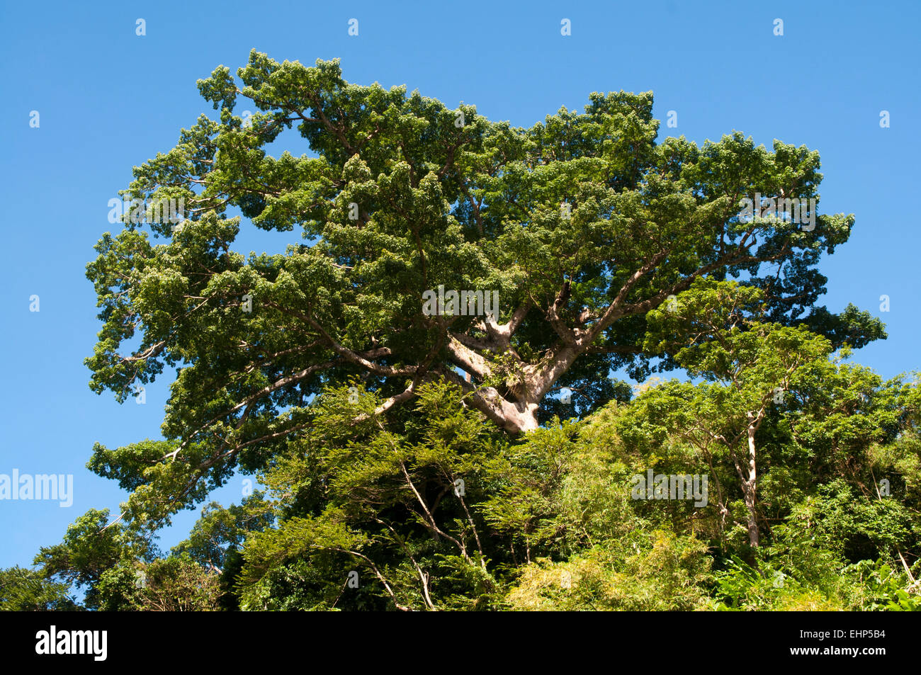 Grenada is one of the Windward Islands with a wet tropical climate and delivers 20 per cent of nutmeg of the world. Stock Photo