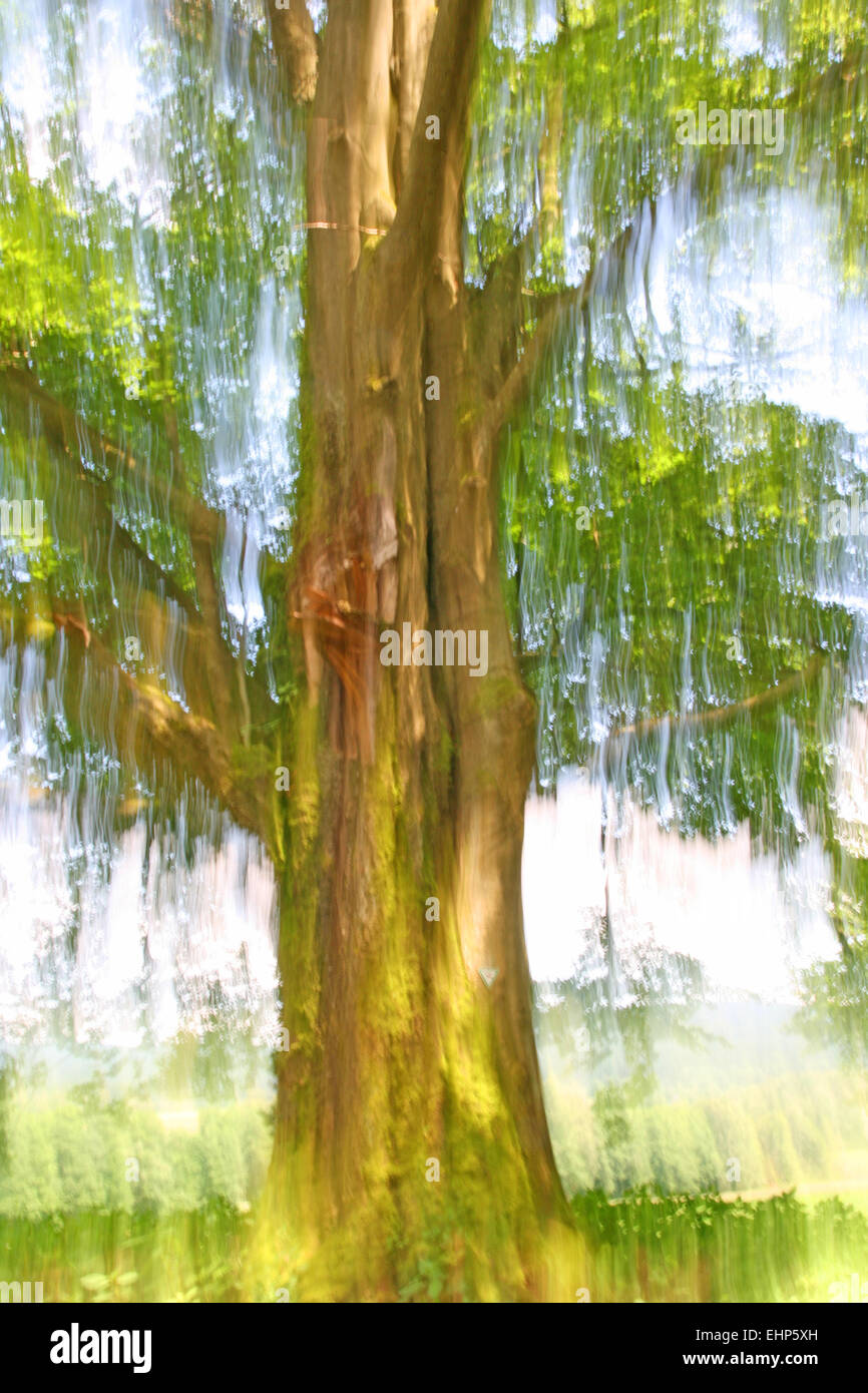 solitary tree Stock Photo