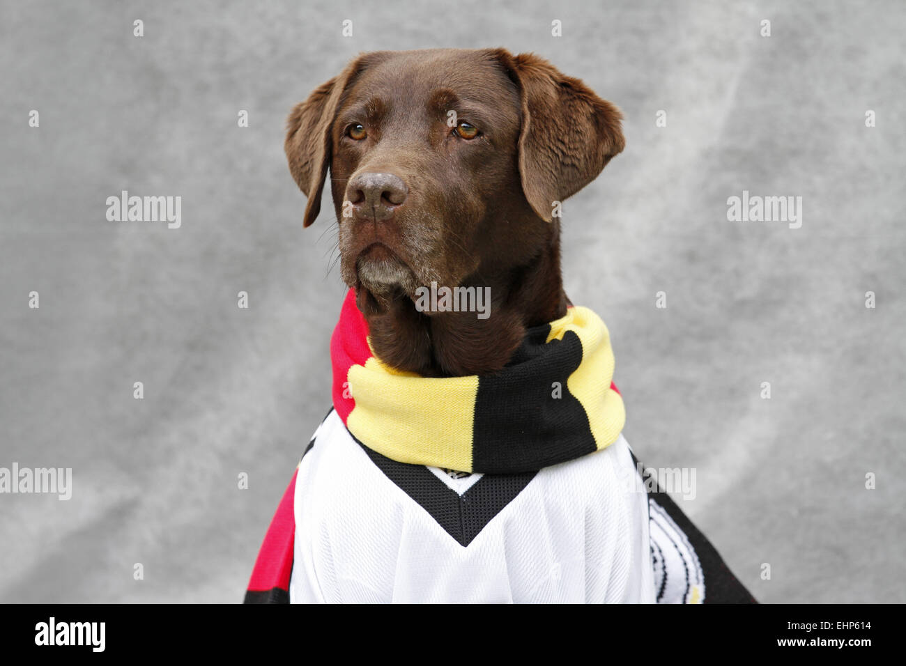 dog with football shirt Stock Photo - Alamy