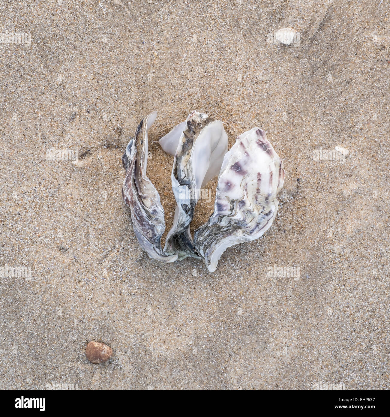 Open shell beach hi-res stock photography and images - Alamy