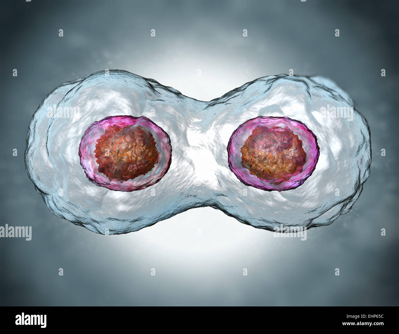 Mitosis Stock Photo