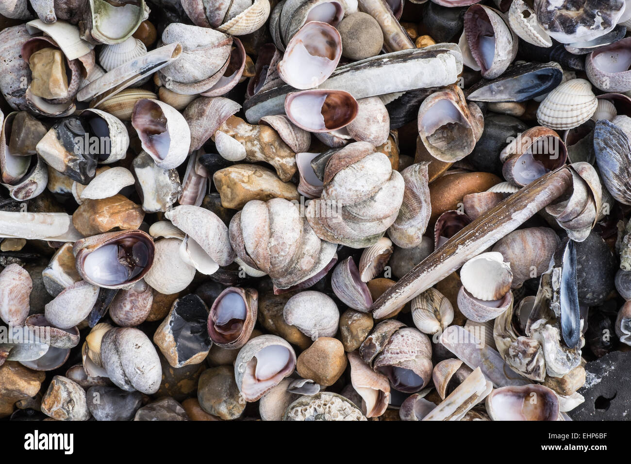 Close Up of Seashells, Razor Clams, Mussels, Cockles Stock Photo Alamy