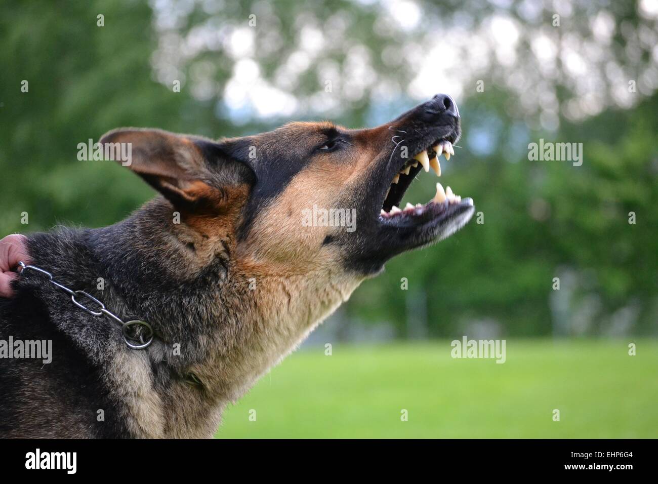 Side-face of barking German Shepherd Stock Photo