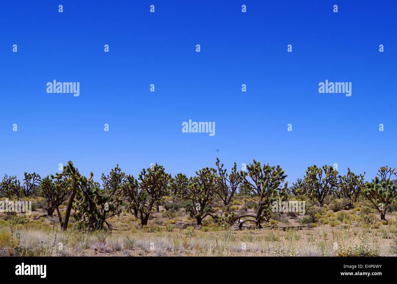 USA Nevada desert Stock Photo Alamy