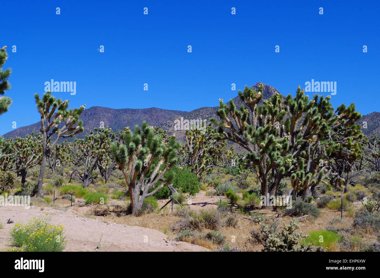 USA - Nevada desert Stock Photo - Alamy