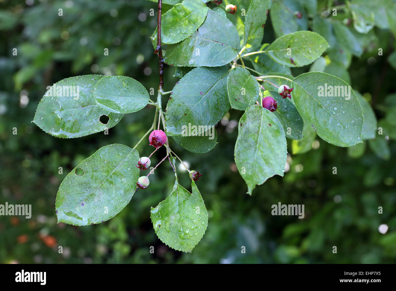 Amelanchier ovalis, Serviceberry Shru Stock Photo