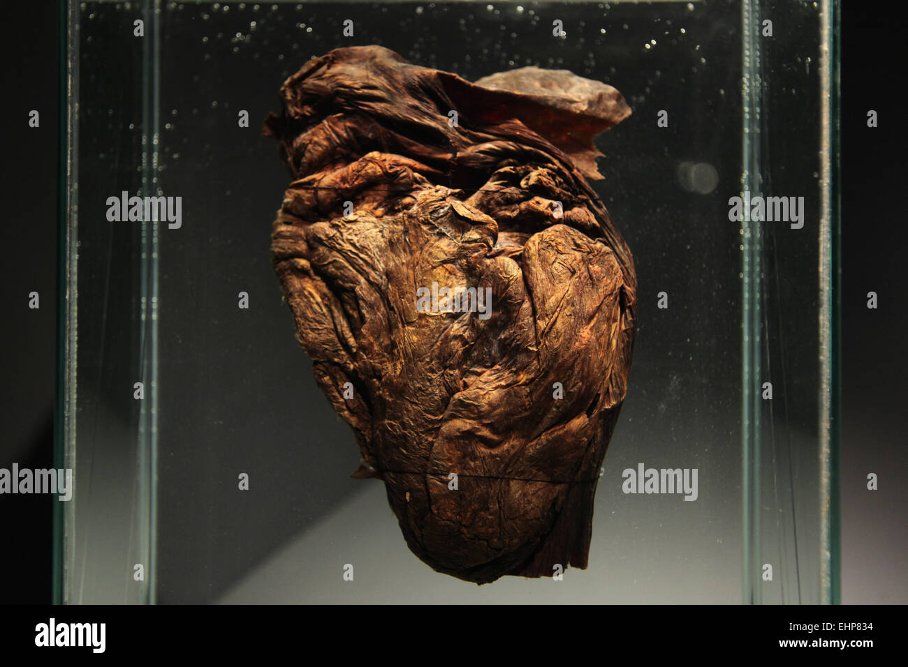 Heart of the baby mammoth Dima at the exhibition 'Ice mummies from Siberia' in the Natural History Museum, Vienna, Austria. Famous mummy of the baby mammoth Dima from the Zoological Museum, Saint Petersburg, was the high attraction at the exhibition 'Mammoths. Ice mummies from Siberia' at the Natural History Museum (Naturhistorisches Museum), Vienna, Austria. Dima the Mammoth was found on the Kolyma River in Magadan Region, Russia. Stock Photo