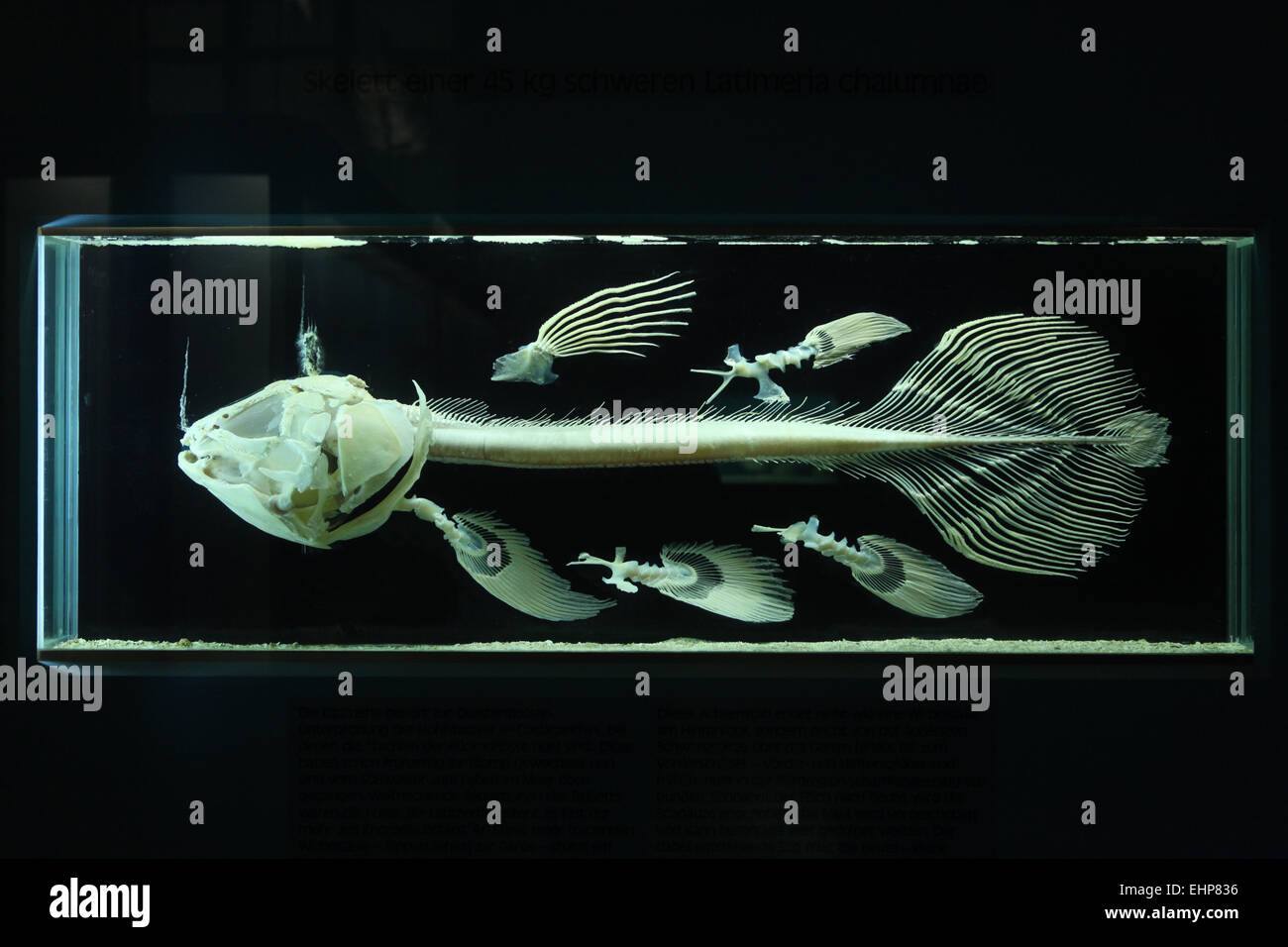 Fish skeleton b hi-res stock photography and images - Alamy
