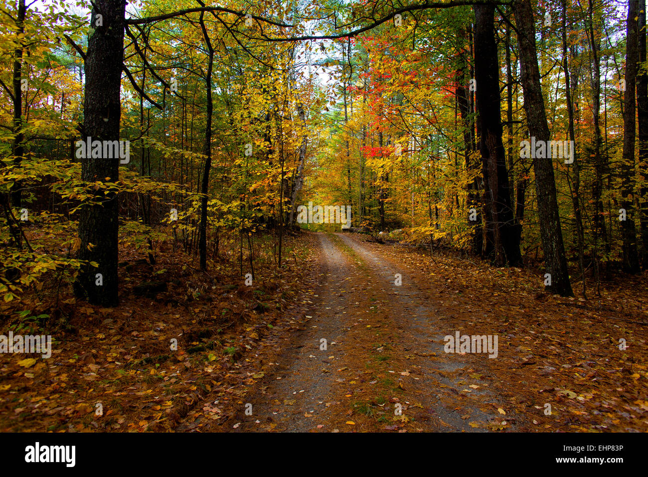 A leaf strewn path country road through a tall forest
