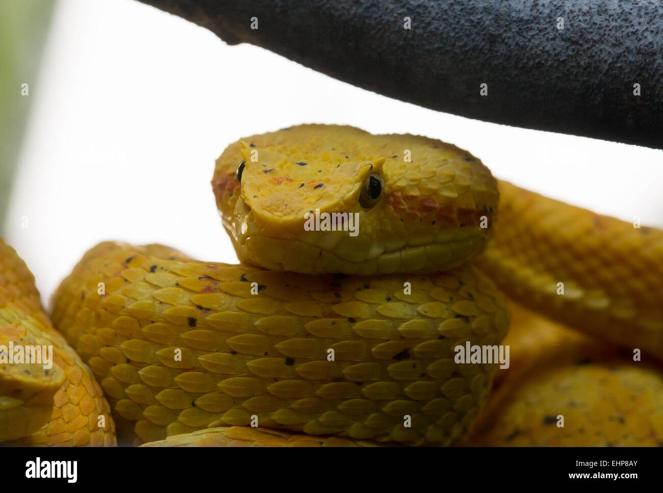 Yellow 'Eyelash' Viper Stock Photo