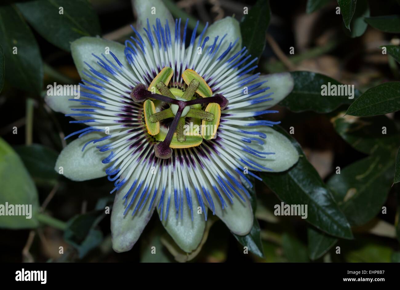Blue Passion Flower Stock Photo