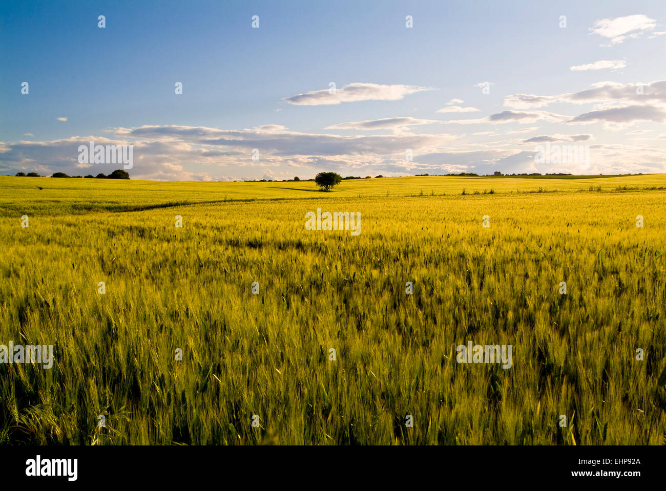 Tavoliere, Apulia, Italy, wheat fields Stock Photo