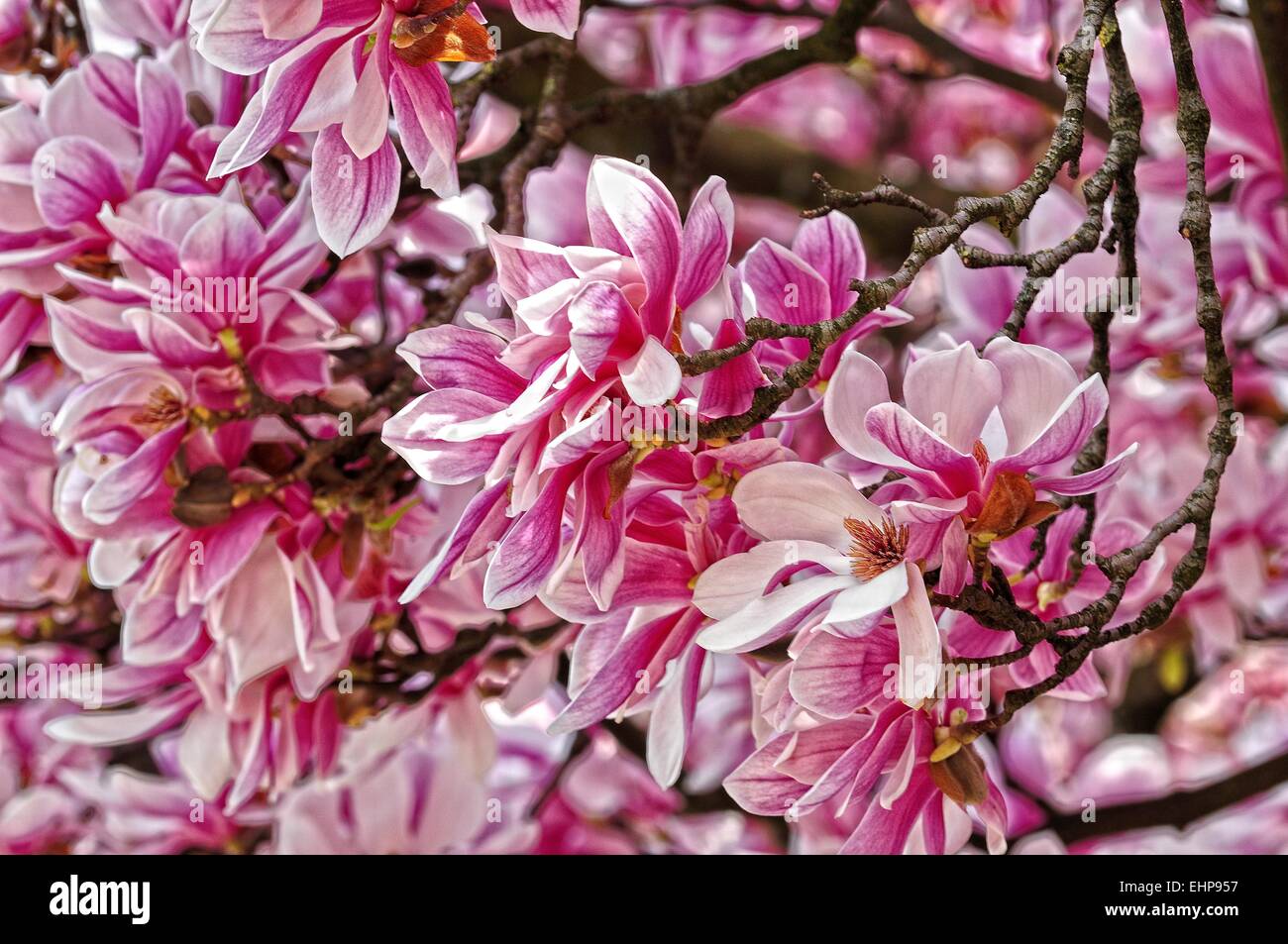 pink flowers of magnolia Stock Photo