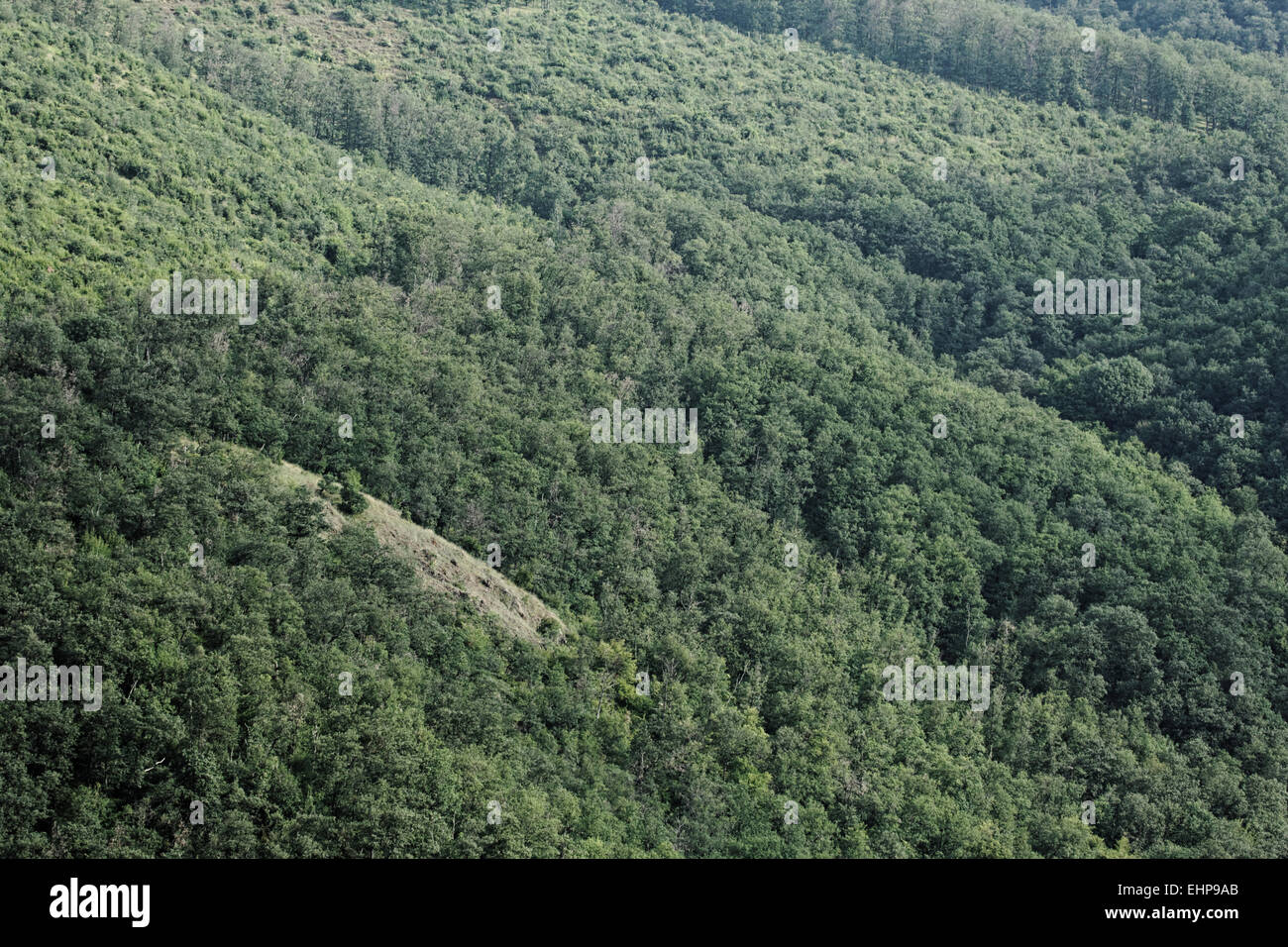 Huge forest hi-res stock photography and images - Alamy