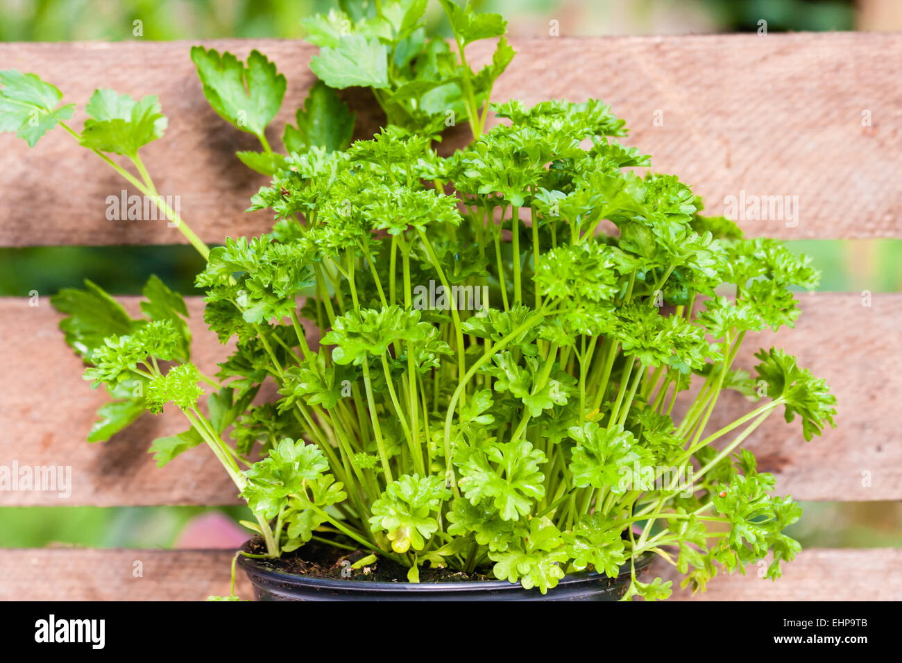 parsley Stock Photo Alamy