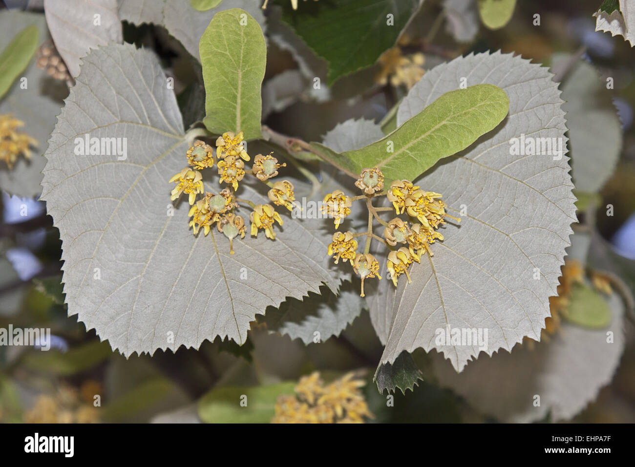 Lime allergy hires stock photography and images Alamy