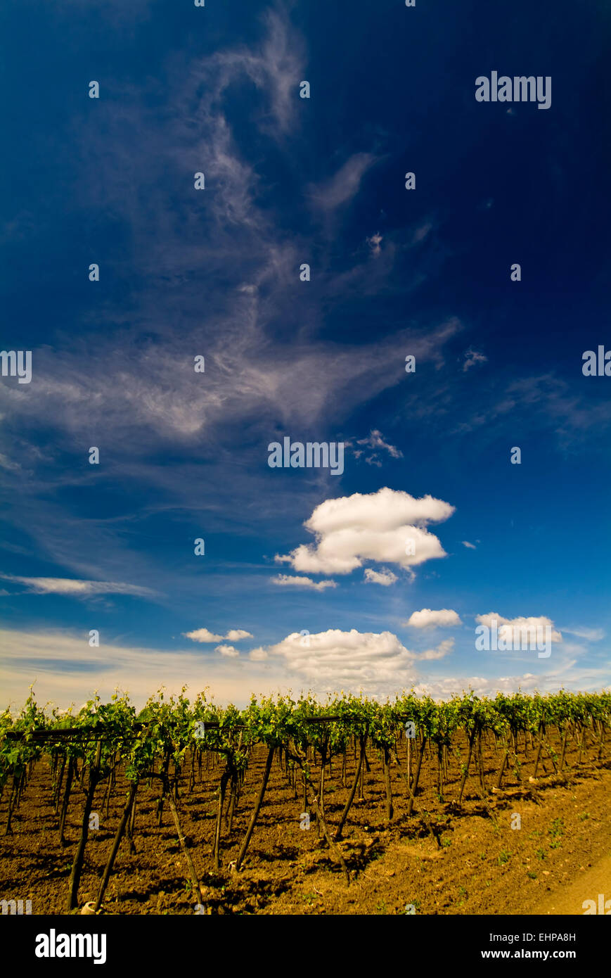 Vineyard, Apulia, Italy Stock Photo