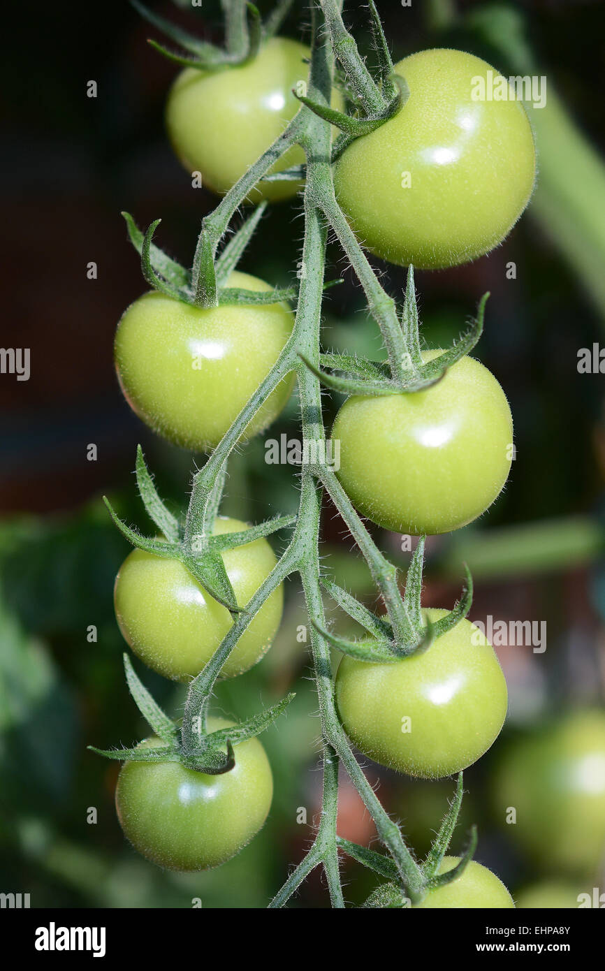 Green unripe tomatos Stock Photo