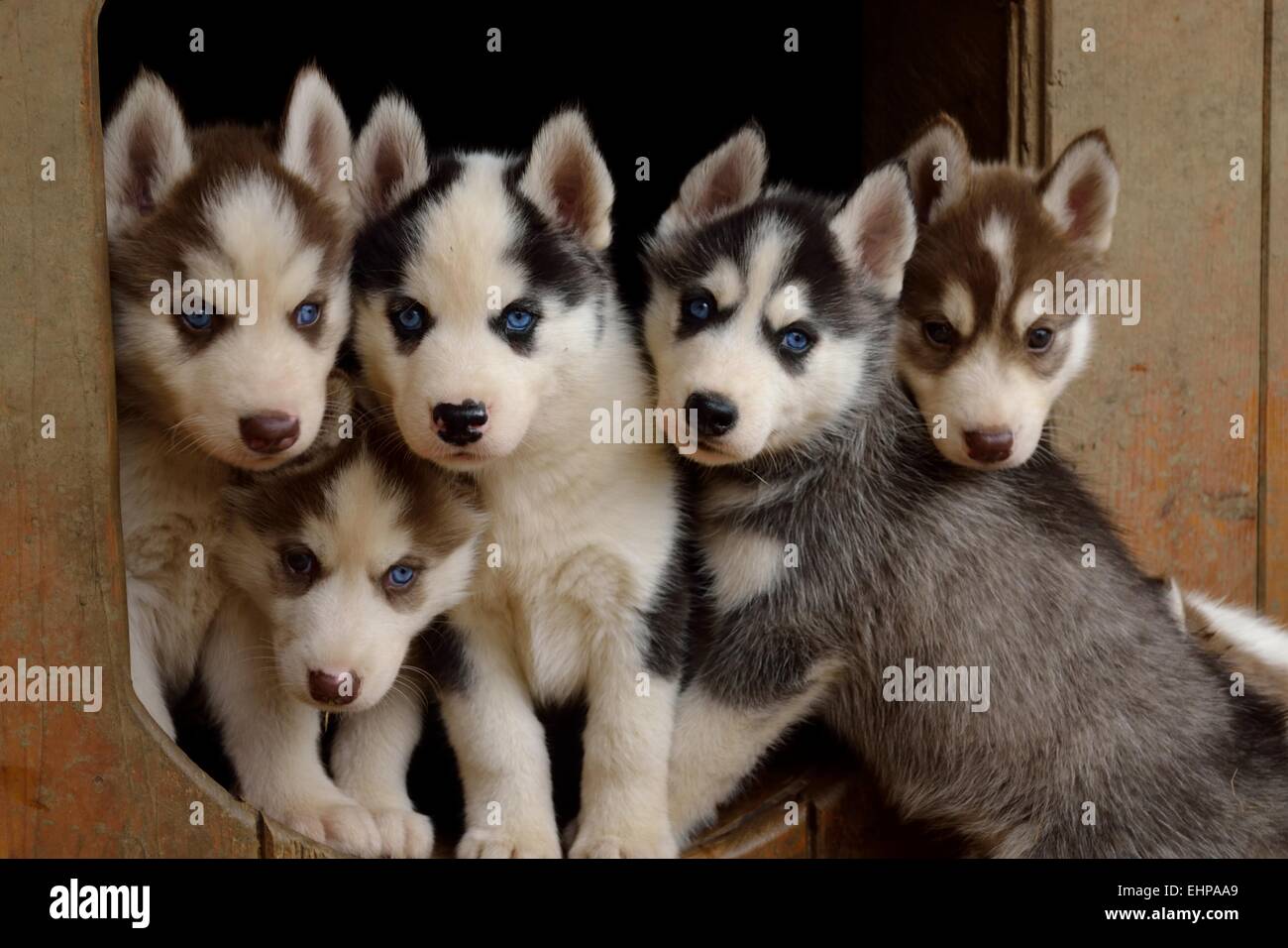 Husky Puppy Quintet Stock Photo