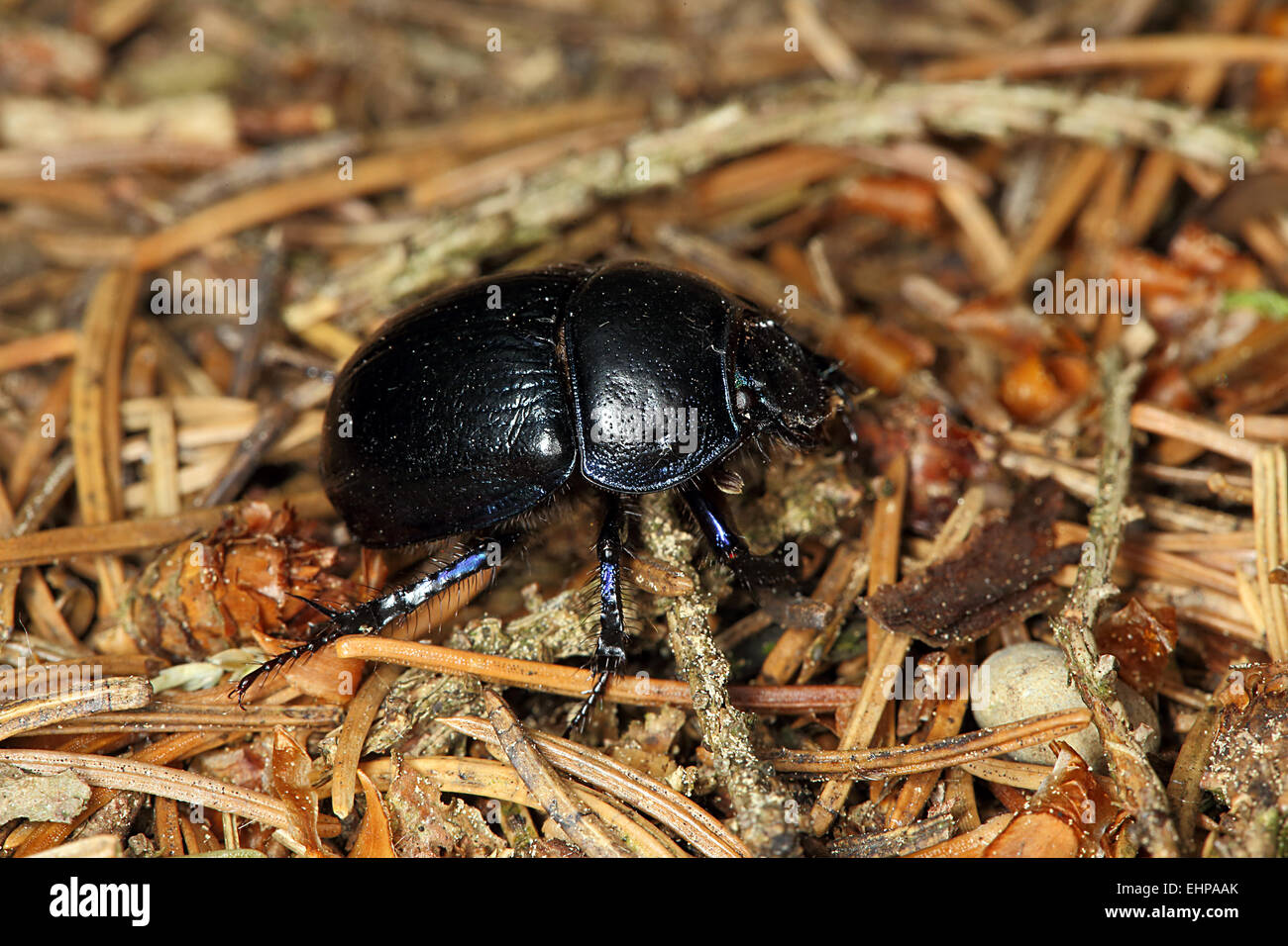 Geotrupes stercorarius, Dung Beetle Stock Photo