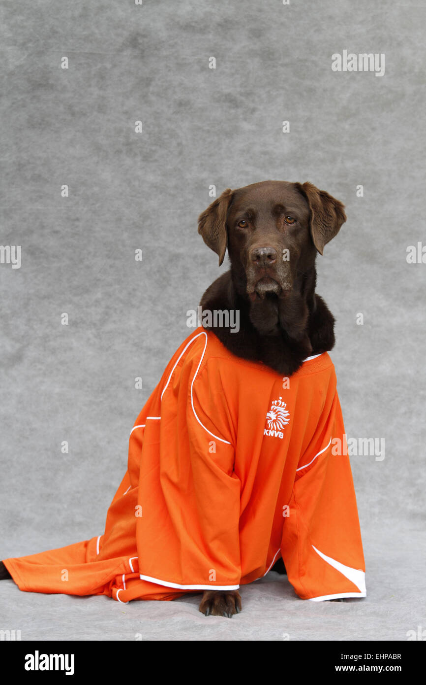 Dog wearing a football jersey Stock Photo - Alamy