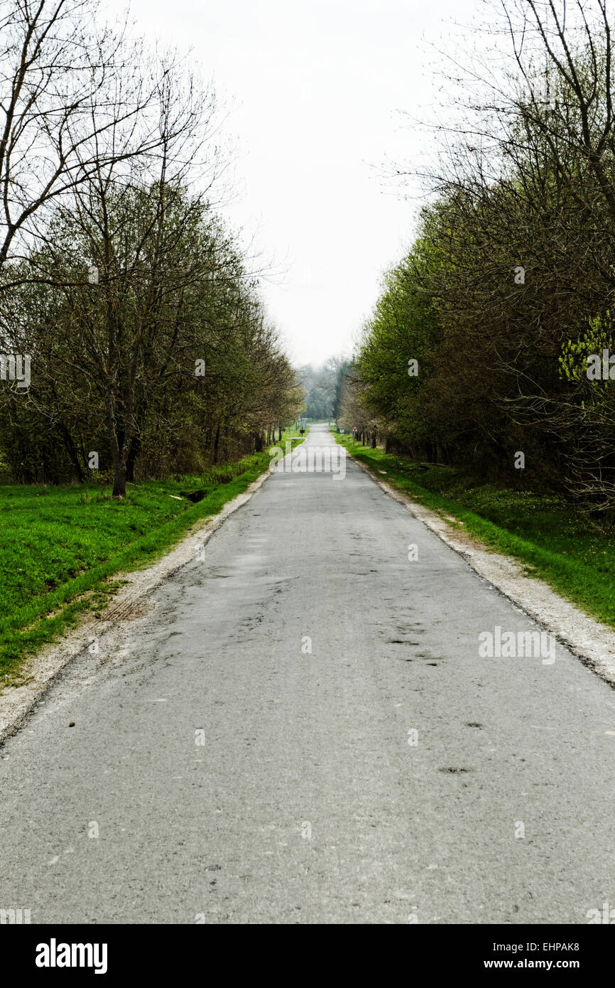 asphalt road into the forest Stock Photo - Alamy