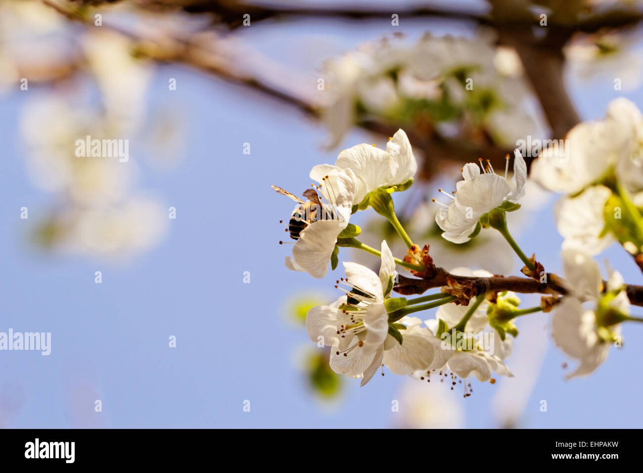 blossom tree with a bee pollination Stock Photo Alamy