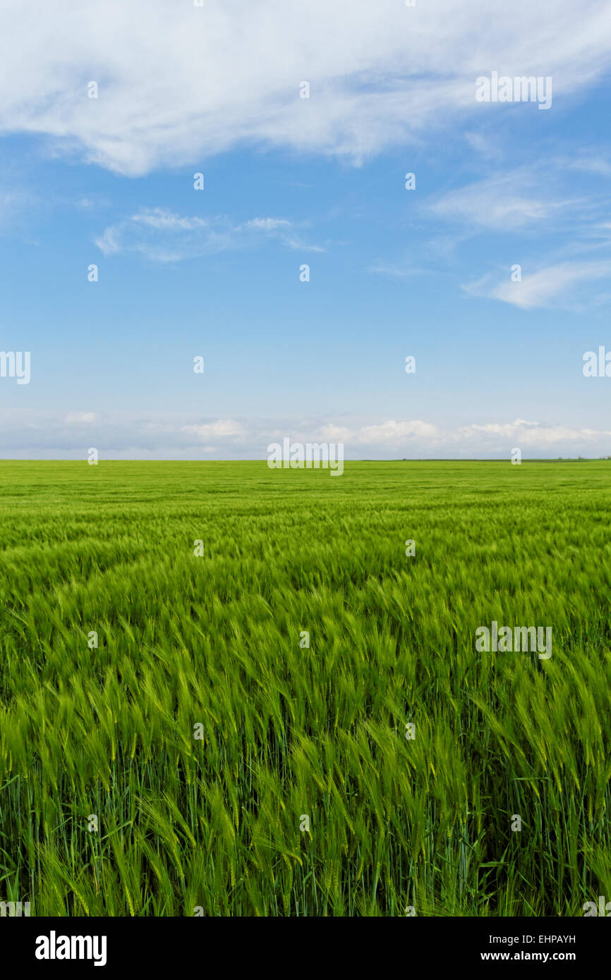 wheat field under the blue cloudy sky Stock Photo - Alamy