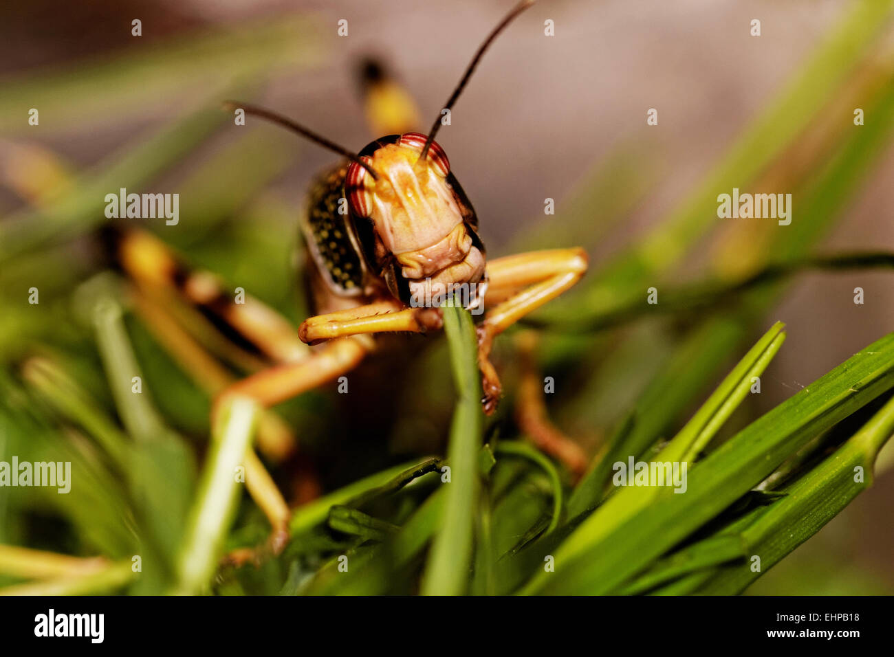 Locust eating hi res stock photography and images Alamy