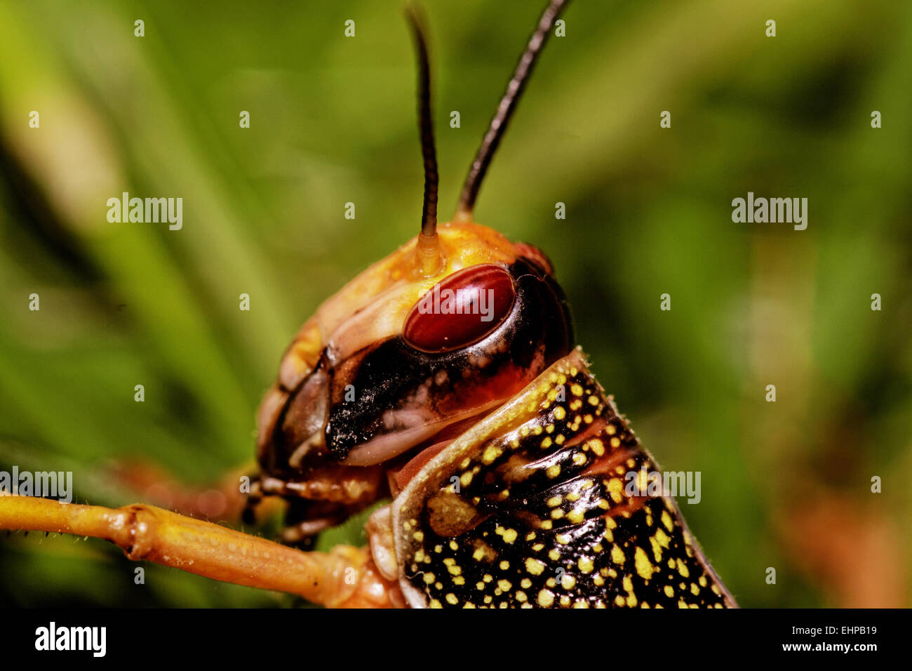 Locust eating leaf hires stock photography and images Alamy