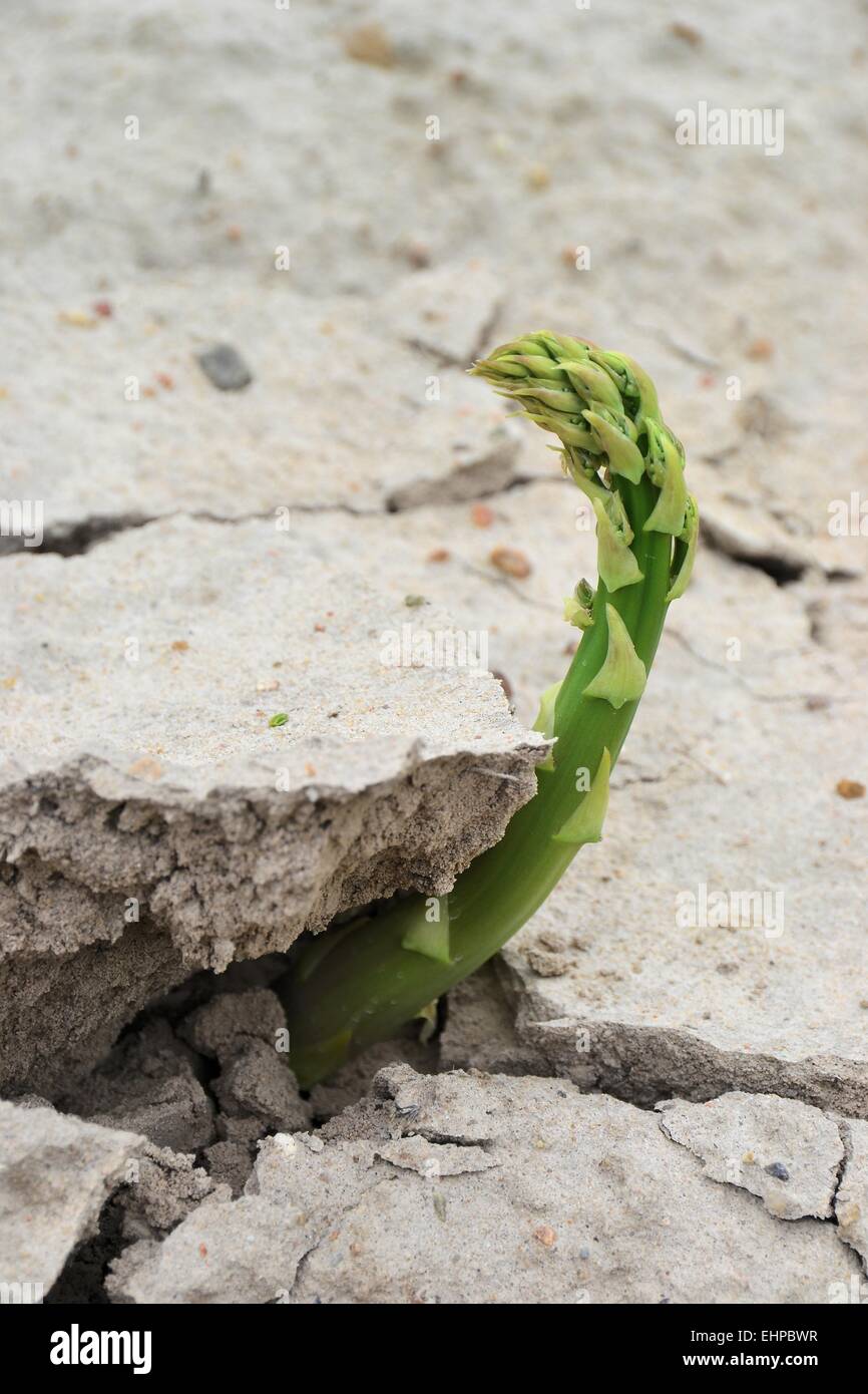 Asparagus growing on a field Stock Photo Alamy